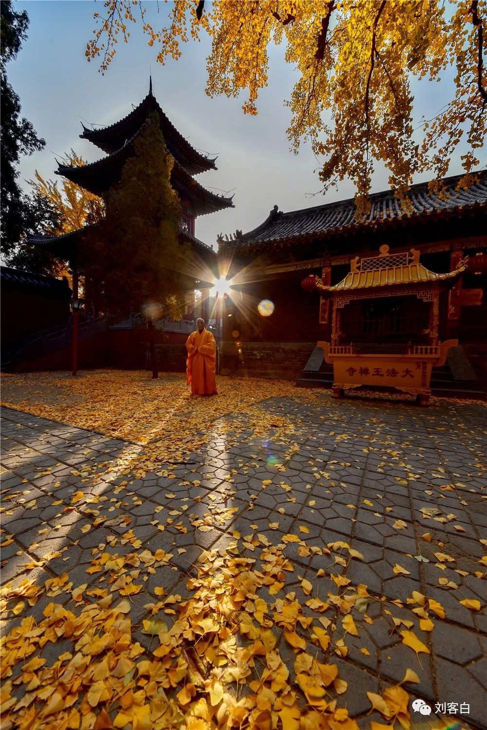 嵩山大法王寺一叶银杏一眼千年