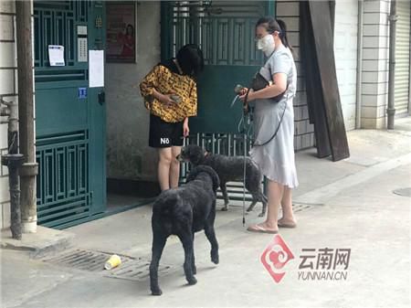 不文明行为昆明发布养犬“硬规矩” 不文明养犬行为将纳入征信系统