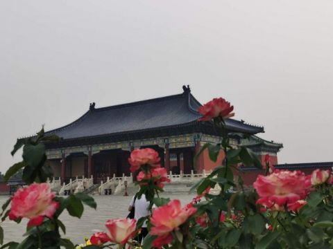 天坛|视点｜节日主题花坛落成天坛公园花团锦簇迎国庆