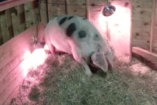 |美国女子观看农场直播发现谷仓起火 及时报警救下两头猪