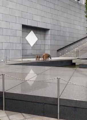 水池|香港中环来了5只野猪，还跳进中银大厦外花园水池游泳