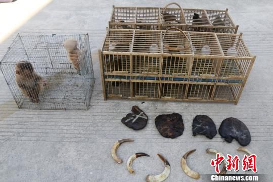图为依法扣押的野生动物及制品。澜沧县森林公安局供图