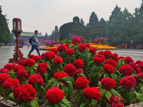 天坛|视点｜节日主题花坛落成天坛公园花团锦簇迎国庆