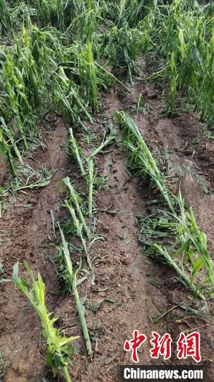 舒兰吉林舒兰遭受风雹灾害27个村庄受灾