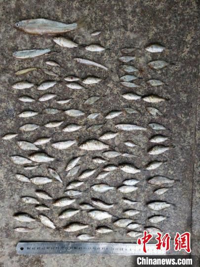 安庆安徽安庆一男子在江豚自然保护区非法捕捞 公安机关依法打击