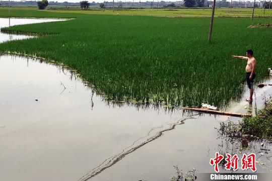 7月17日下午，江西余干县大溪乡大溪村，一片农田仍浸泡在水中。　王成前 摄