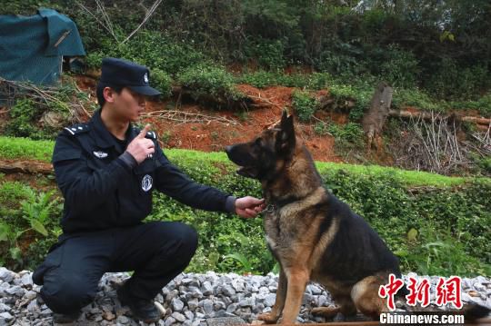 苏亚伟向警犬“刺刀”发出吠叫指令。　朱柳融 摄