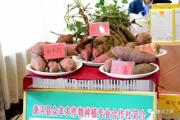 唐河县举办2018首届唐河红薯文化美食大赛