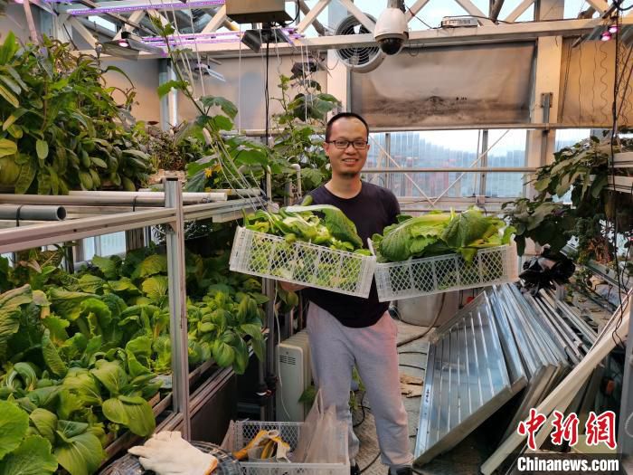 蔬菜|南极长城站驻站医生种菜记:大棚蔬菜绿意盎然、生机勃勃