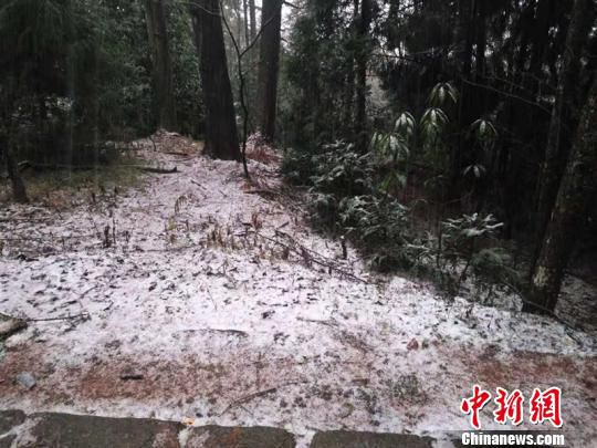 杭州临安天目山国家级自然保护区仙人顶迎初雪。　临安宣传部 摄