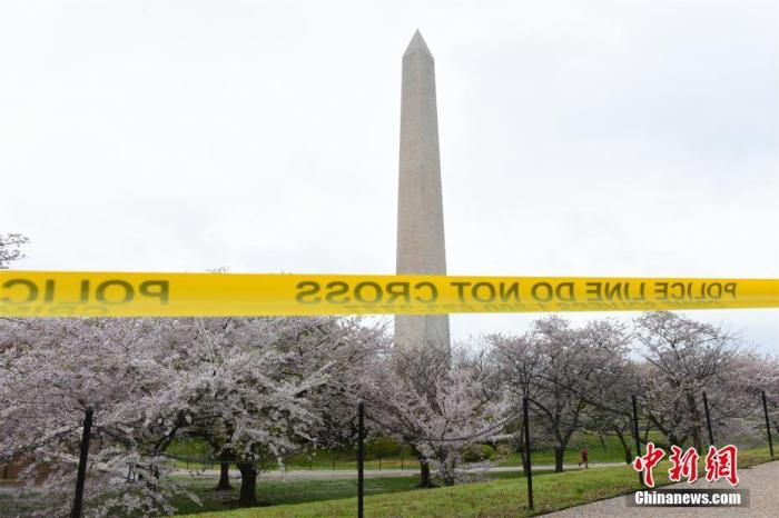 当地时间3月25日，记者拍摄的华盛顿纪念碑。受新冠肺炎疫情影响，美国首都华盛顿一年一度的“樱花节”不得不提前结束。为避免密集的赏樱人群造成疫情扩散，华盛顿市长鲍泽日前下令，封锁了华盛顿赏樱热门景点——潮汐湖一带所有的道路。
<a target='_blank' href='http://www.chinanews.com/'>中新社</a>记者 陈孟统 摄