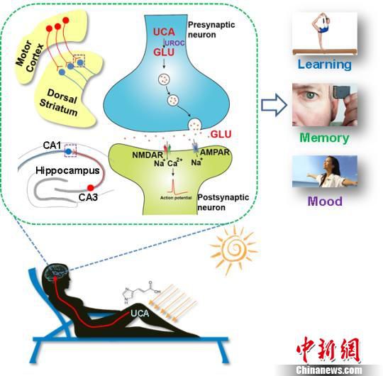 日光照射改善人类情绪、学习和记忆的分子及神经环路机制。 科研人员供图