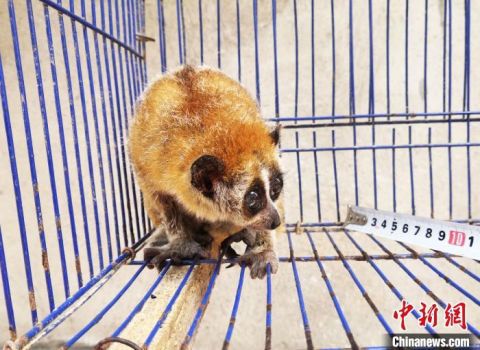 蜂猴国家一级保护动物蜂猴“闯入”广西村庄 村民放归自然