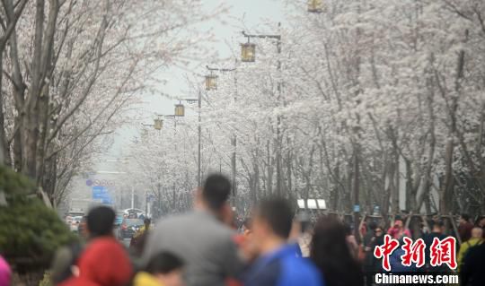 图为扬州鉴真路樱花大道樱花盛开，游人如织。　孟德龙　摄