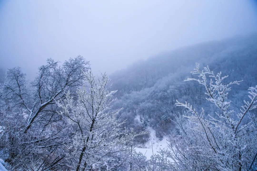 美得不像话焦作的雪都下到这了连新华社都点赞了