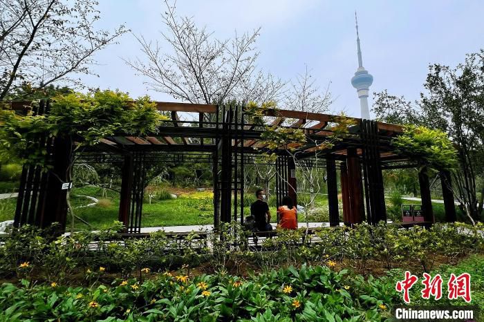 图为玉渊潭公园新开放的“南山观樱”景区。　北京市公园管理中心供图