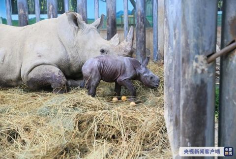 |我国北方首例！濒危物种南非双角白犀牛繁育成功