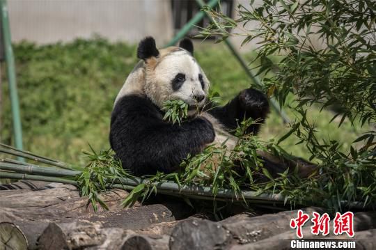 全球唯一大熊猫三胞胎的姐姐“萌萌”，从广州至中国大熊猫保护研究中心卧龙神树坪基地完成配对。　麦念萍 摄