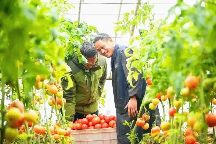 脱贫攻坚榜样丨赵战秒联富联户直奔小康深处