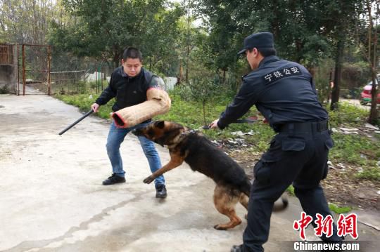 苏亚伟在训练警犬“刺刀”扑咬能力。　朱柳融 摄