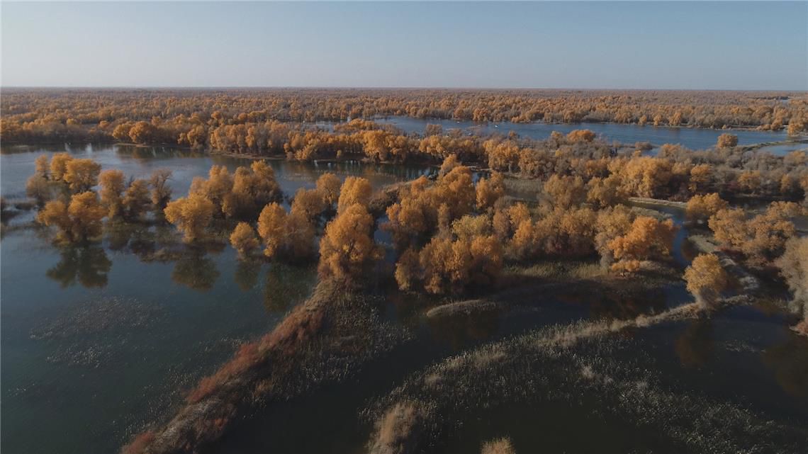 胡杨林|新疆轮台县生态搬迁：塔河沿岸绿了 新居村民富了