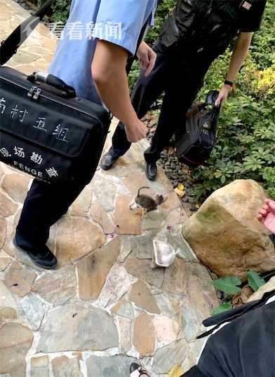 |小区多只猫狗接连死亡 业主怀疑有人恶意投毒