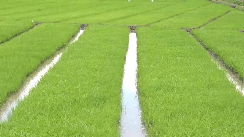 |非洲观察丨世界粮食日：中非农业合作不只是粮食援助