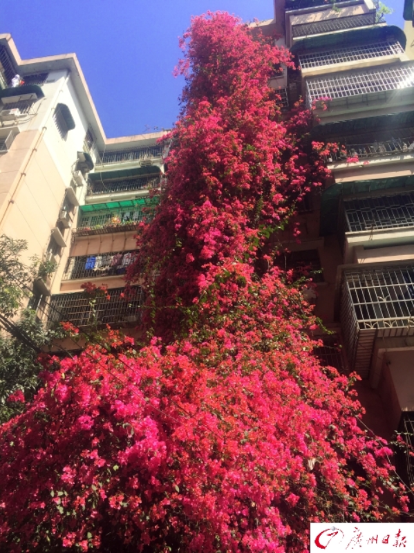 簕杜鹃爬上九层楼繁花似锦如瀑布