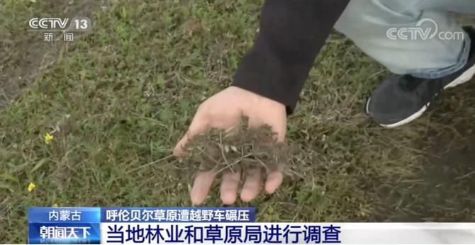呼伦贝尔市|开越野车在呼伦贝尔草原上玩漂移 当地林草局:种回去