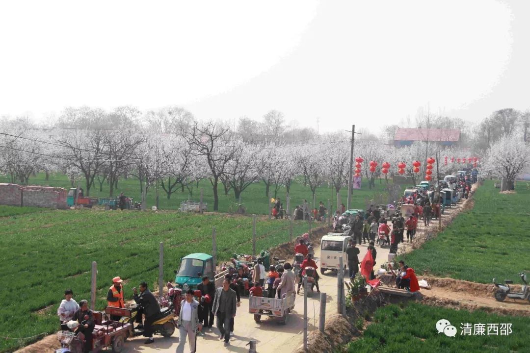 南乐西邵万亩杏花开真是美不胜收周末我们约在这里吧