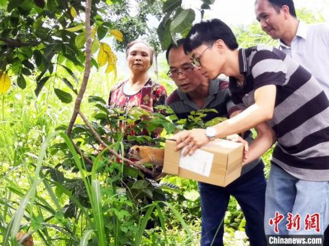 蜂猴国家一级保护动物蜂猴“闯入”广西村庄 村民放归自然