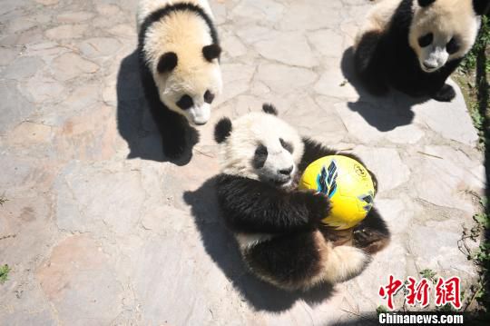 熊猫宝宝玩足球。　钟欣 摄