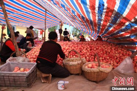 【苹果】疫情下的苹果大县山西吉县：多元模式促销助果农增收
