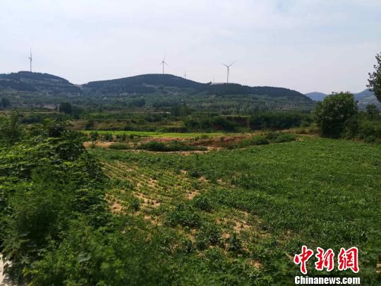 6月13日，記者走進(jìn)濟(jì)南市孔村鎮(zhèn)高路橋村了解“90后”女孩張丹丹和螞蚱的故事。圖為張丹丹所在的高路橋村田園景象?！『聦W(xué)娟 攝