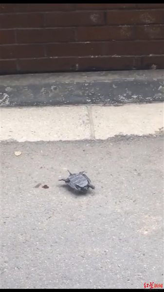 |成都一小区天降乌龟 路人被砸得头破血流 警方介入调查
