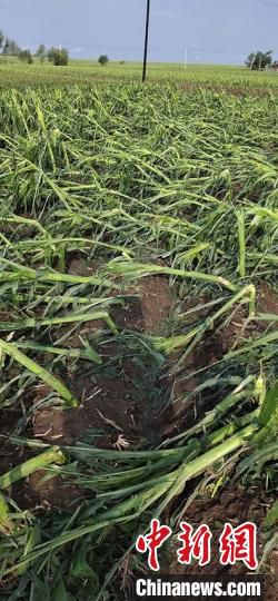 舒兰吉林舒兰遭受风雹灾害27个村庄受灾