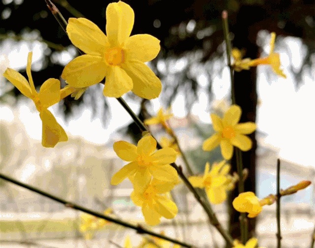 实验中学教室门前的海棠含苞待放她在期盼着你们安然无恙期盼着书声