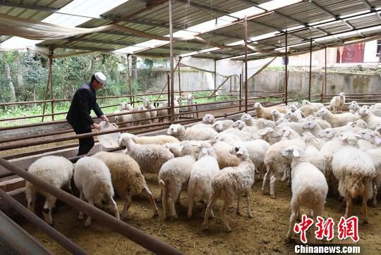 图为甘肃临夏州广河县村民给羊投喂饲料。(资料图) 杨艳敏 摄
