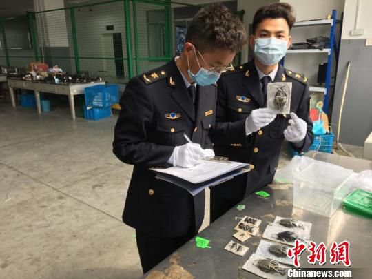 浙江出入境检验检疫局工作人员处理昆虫标本现场。　浙江出入境检验检疫局供图 摄