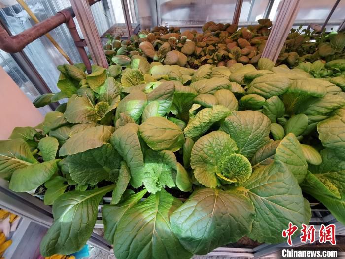 蔬菜|南极长城站驻站医生种菜记:大棚蔬菜绿意盎然、生机勃勃