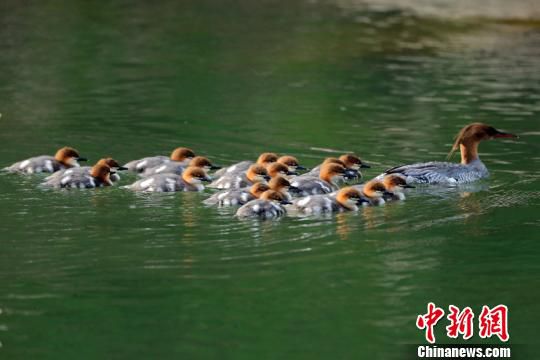 吉林松江河林区中华秋沙鸭数量稳步增长 张楠 摄