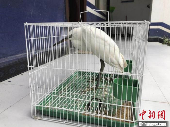 猪獾|云南警方救助猪獾、鵟等一批野生保护动物