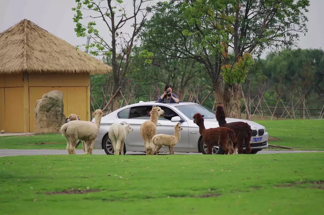 占地12万亩位于登封市的郑州野生动物园今年开建