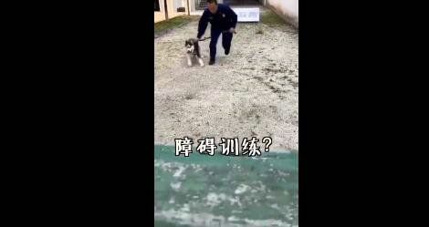 警犬特警挑战训练二哈做警犬 被“折磨”到怀疑人生