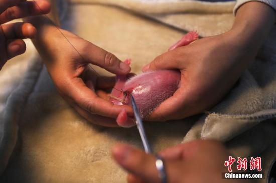工作人员在护理新生熊猫宝宝。钟欣 摄