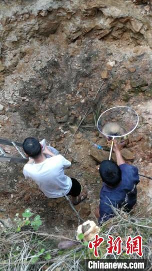 猪獾|云南警方救助猪獾、鵟等一批野生保护动物