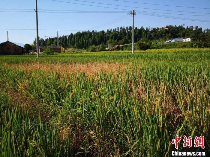 农业|浙江仙居褐飞虱大暴发预警 近期将集中防治