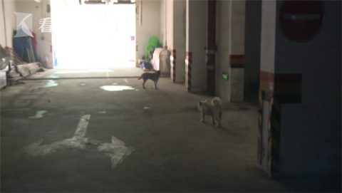 流浪狗|3条流浪狗突然从小区车库冲出 扑倒6岁男童...