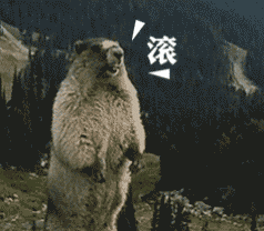 238_208gif 动态图 动图