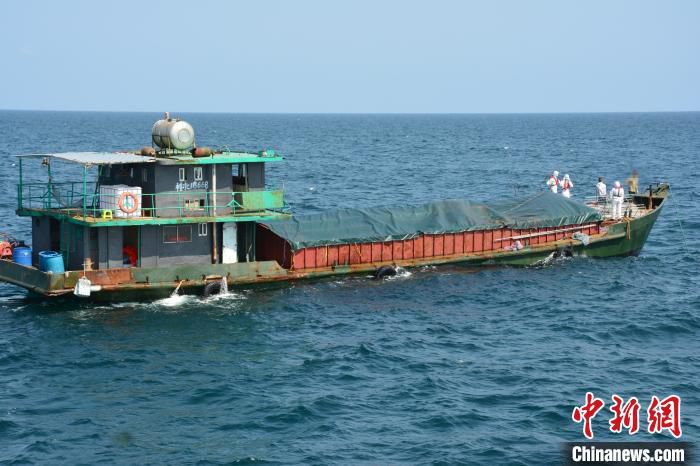 海警广西海警在北部湾海域连续查获走私案件 案值逾千万